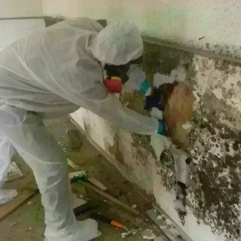 Mold Remediation and Removal in Chilhowie, VA